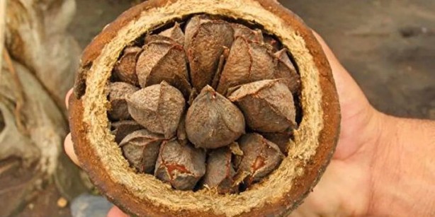 Foto - Saçları dökülenler bu habere dikkat: Bir avuç tüketmek bile etki ediyor