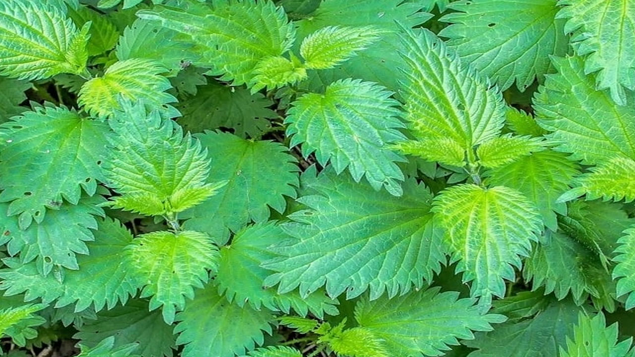 Foto - Beyaz düşmüş saçları simsiyah yapıyor!
