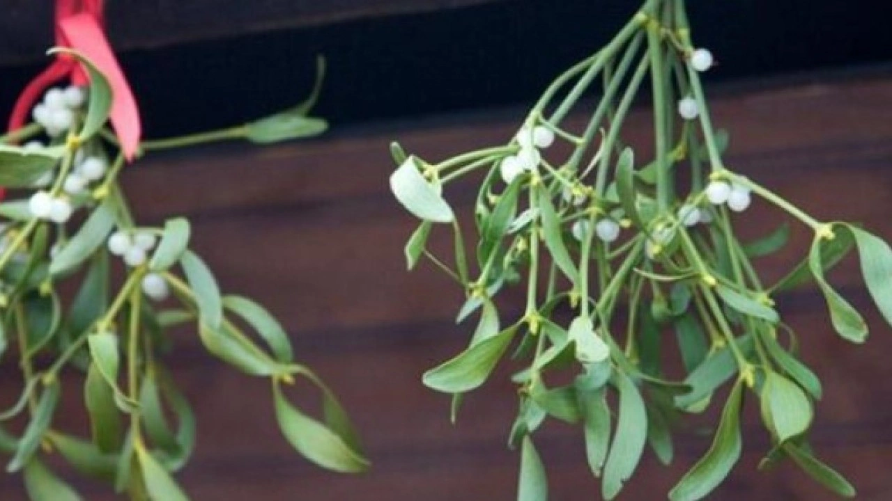 Foto - Sadece 10 dakikada hazırlanıyor! Yatmadan önce horlamayı kesiyor