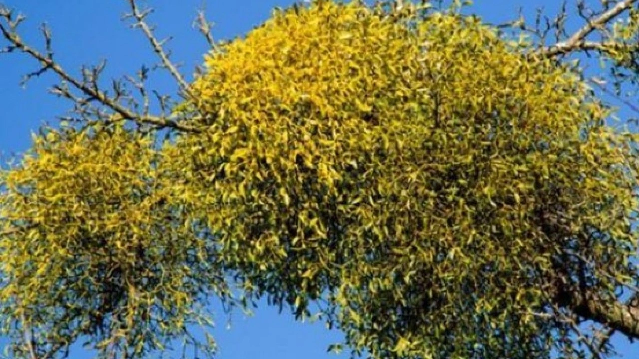 Foto - Sadece 10 dakikada hazırlanıyor! Yatmadan önce horlamayı kesiyor