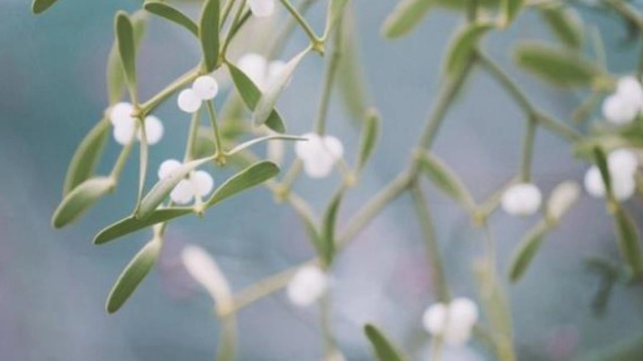 Foto - Sadece 10 dakikada hazırlanıyor! Yatmadan önce horlamayı kesiyor