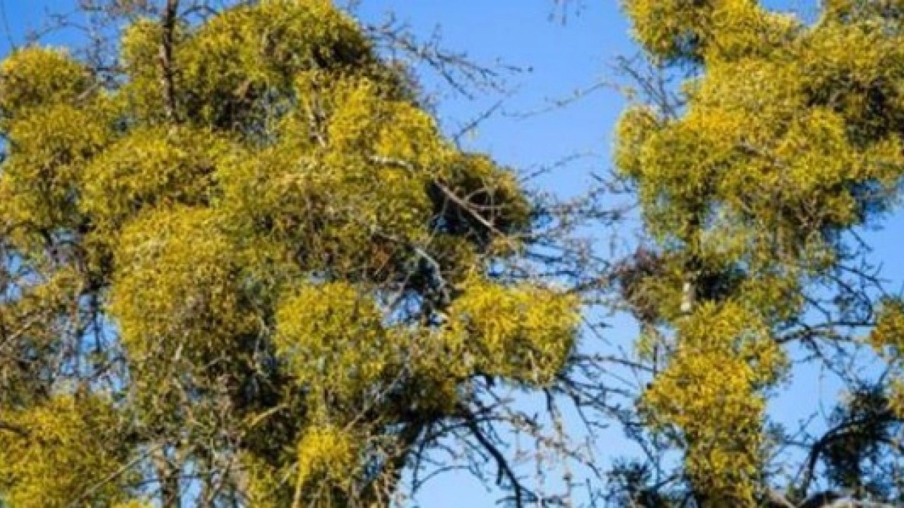 Foto - Sadece 10 dakikada hazırlanıyor! Yatmadan önce horlamayı kesiyor