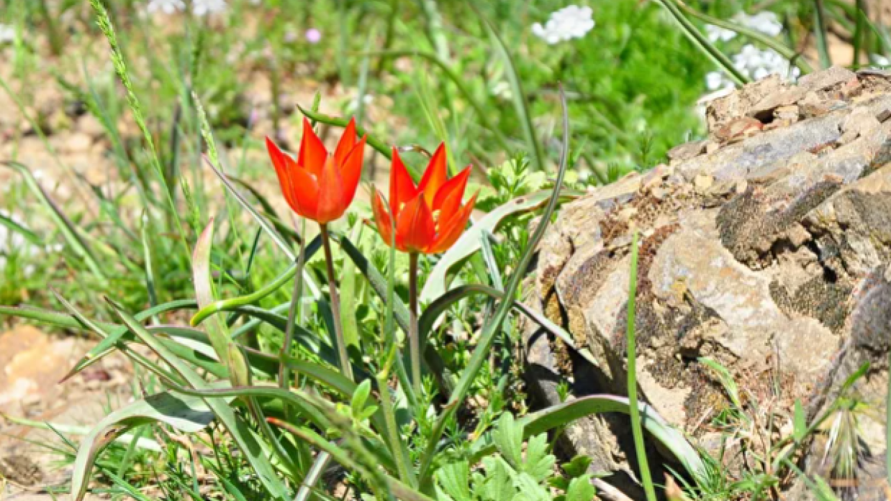 Sadece 10 gün canlı kalabilen laleler açtı: Dokunan yanıyor! Koparmanın bedeli bir servet