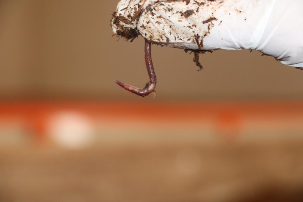 Sadece 3 yılda büyük başarı! Şi̇mdi̇ de Almanya ve Azerbaycan peşi̇ne düştü