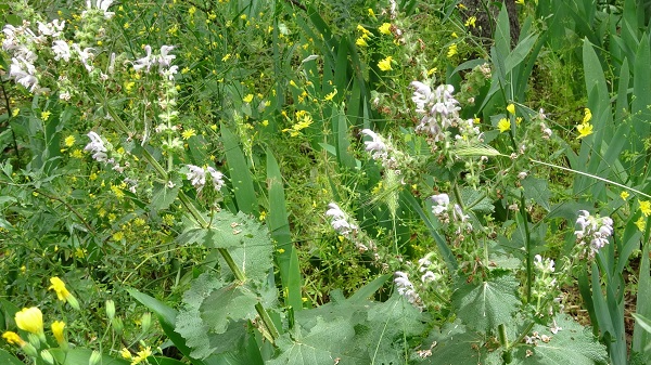 Foto - Sadece 600 tane var! Bu bitkiyi koparmanın cezası 244 bin 315 lira