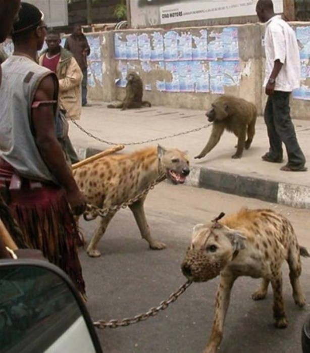 Foto - Sadece Afrika'da görebileceğiniz görüntüler!