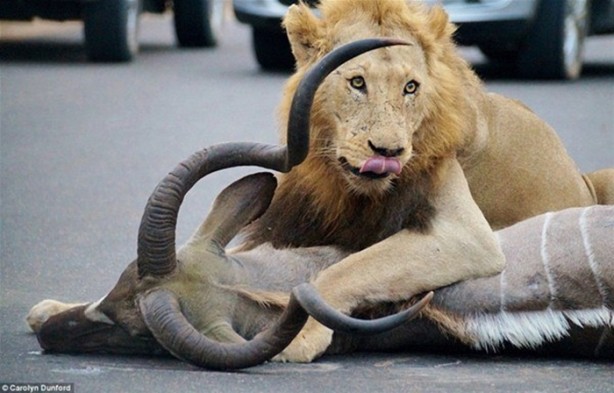 Foto - Sadece Afrika'da görebileceğiniz manzaralar!