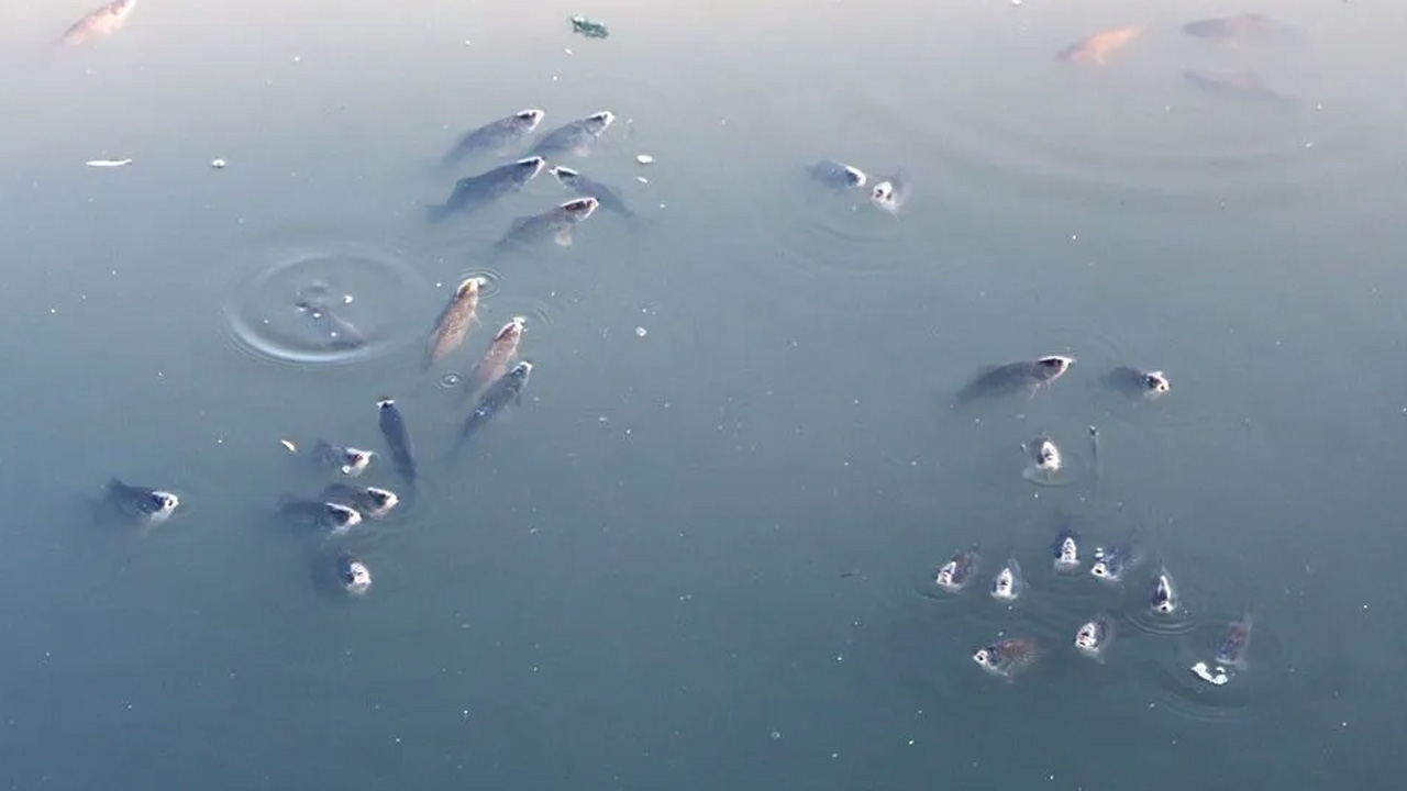 Foto - Sadece balıkları değil insanları da tehdit ediyor! Bu hastalığa dikkat