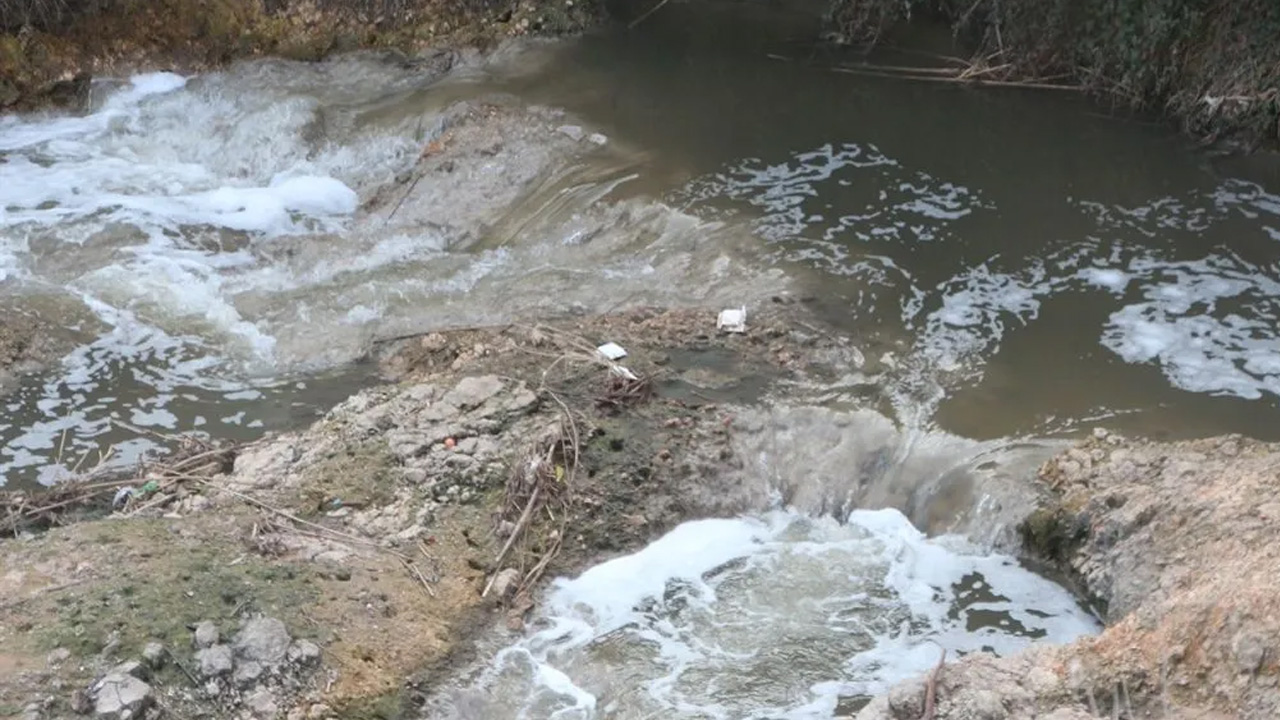 Sadece balıkları değil insanları da tehdit ediyor! Bu hastalığa dikkat