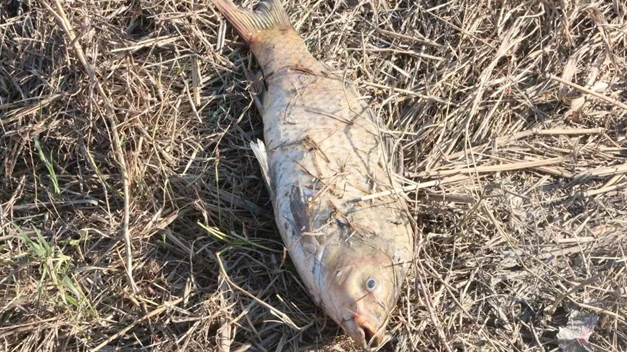 Foto - Sadece balıkları değil insanları da tehdit ediyor! Bu hastalığa dikkat