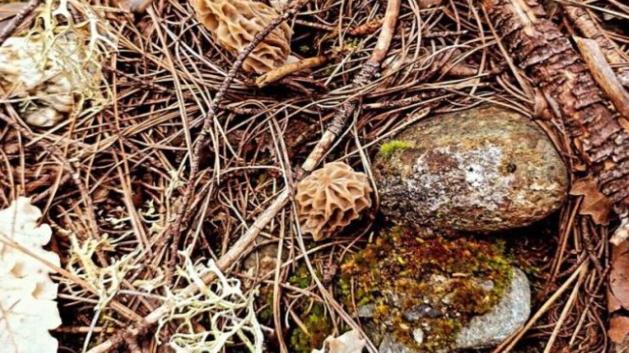 Sadece birkaç ülkede var! Şifa kaynağı Sinop'ta üretiliyor