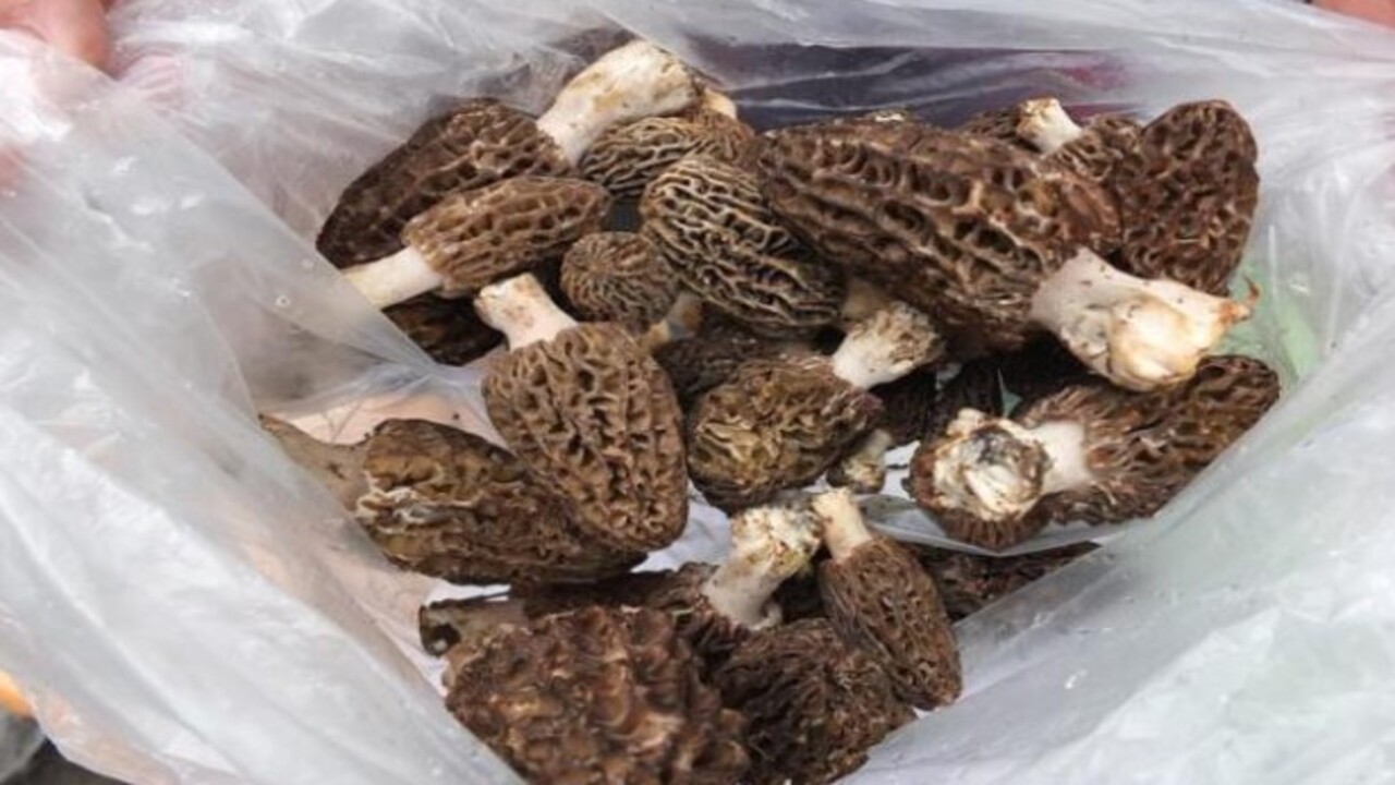 Foto - Sadece birkaç ülkede var! Şifa kaynağı Sinop'ta üretiliyor