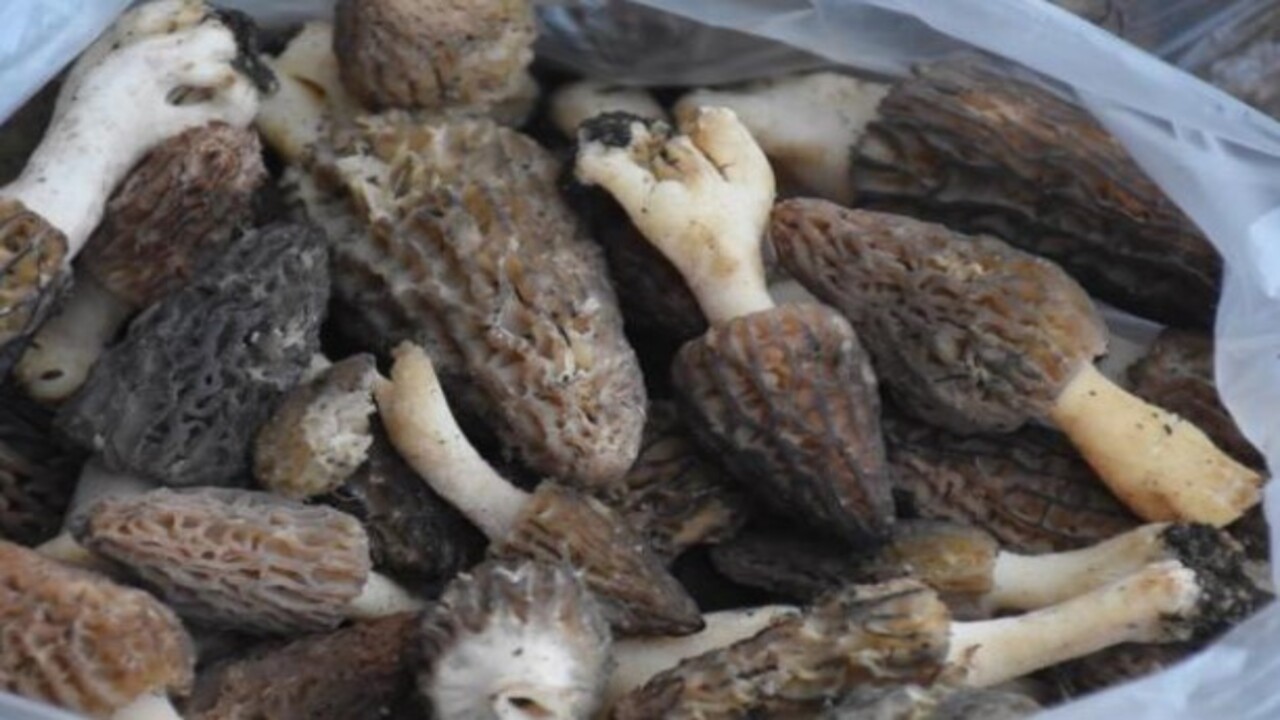 Foto - Sadece birkaç ülkede var! Şifa kaynağı Sinop'ta üretiliyor