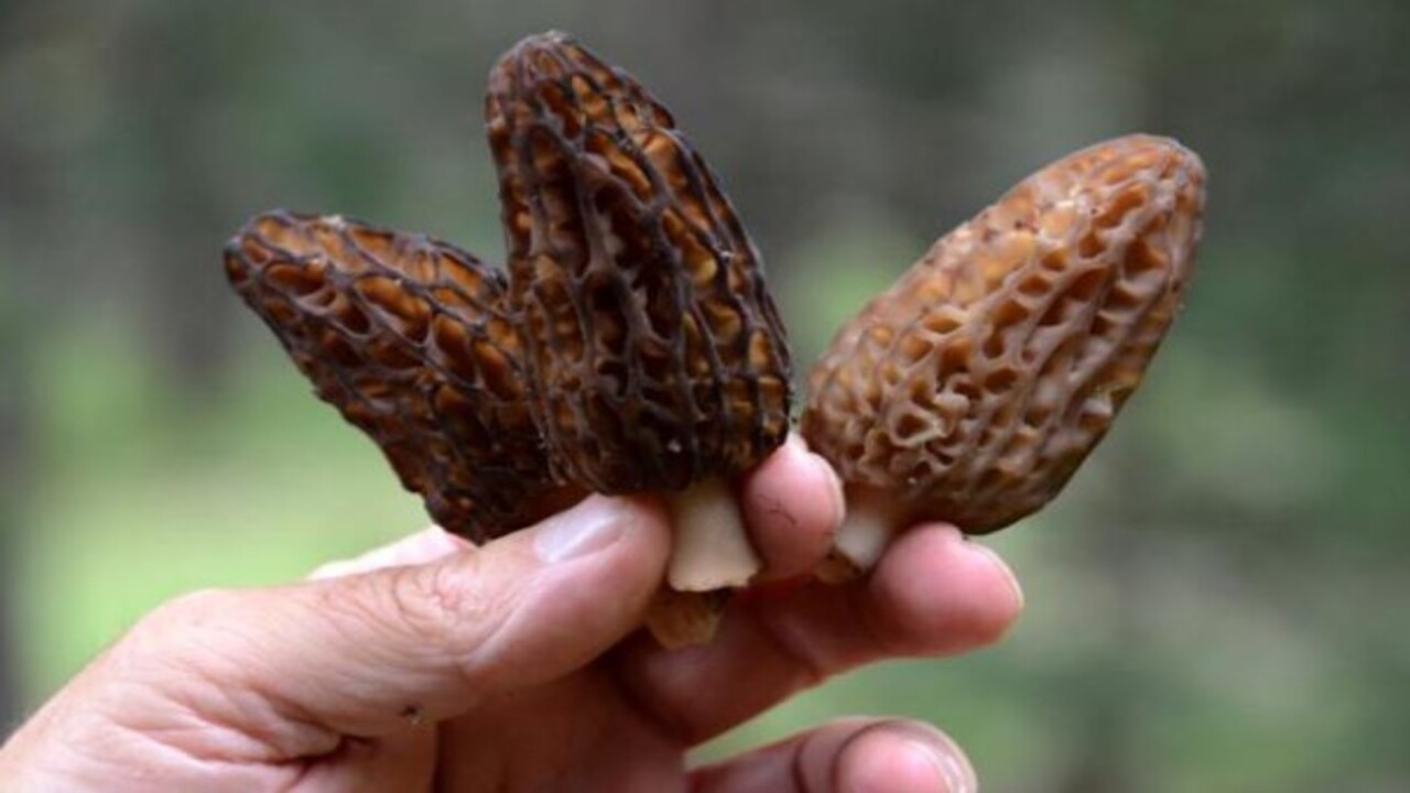 Foto - Sadece birkaç ülkede var! Şifa kaynağı Sinop'ta üretiliyor