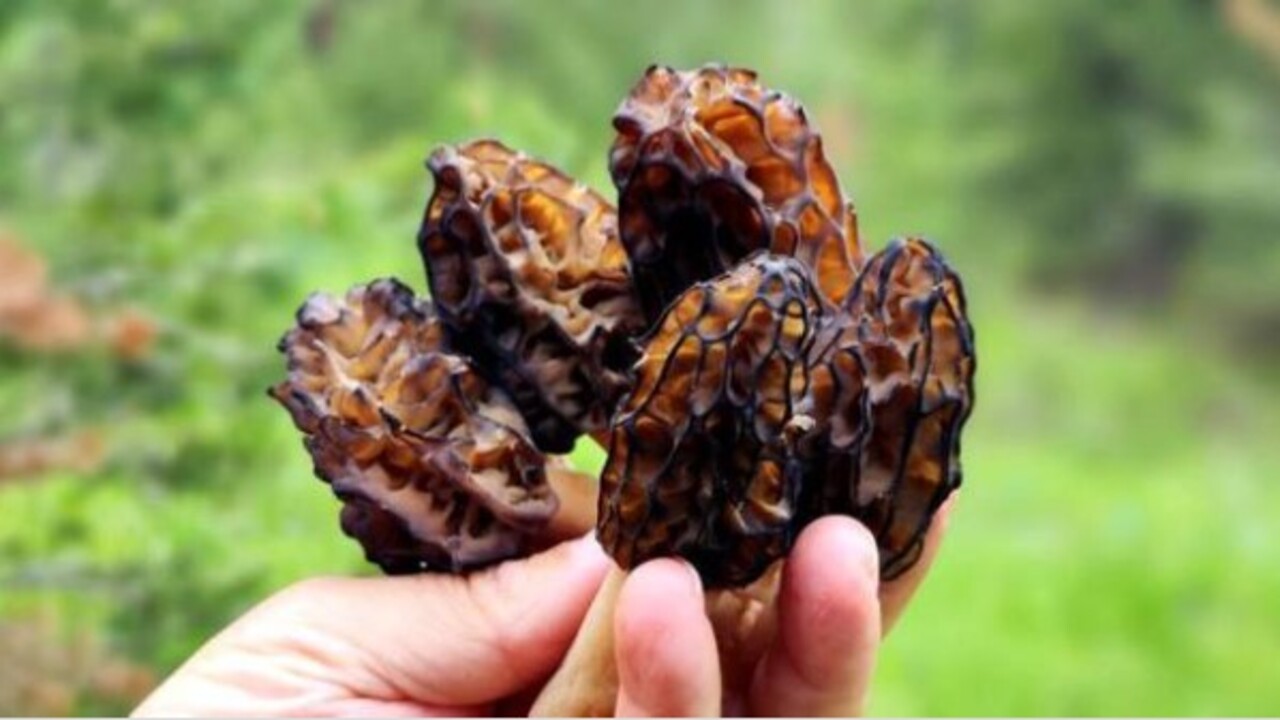 Foto - Sadece birkaç ülkede var! Şifa kaynağı Sinop'ta üretiliyor