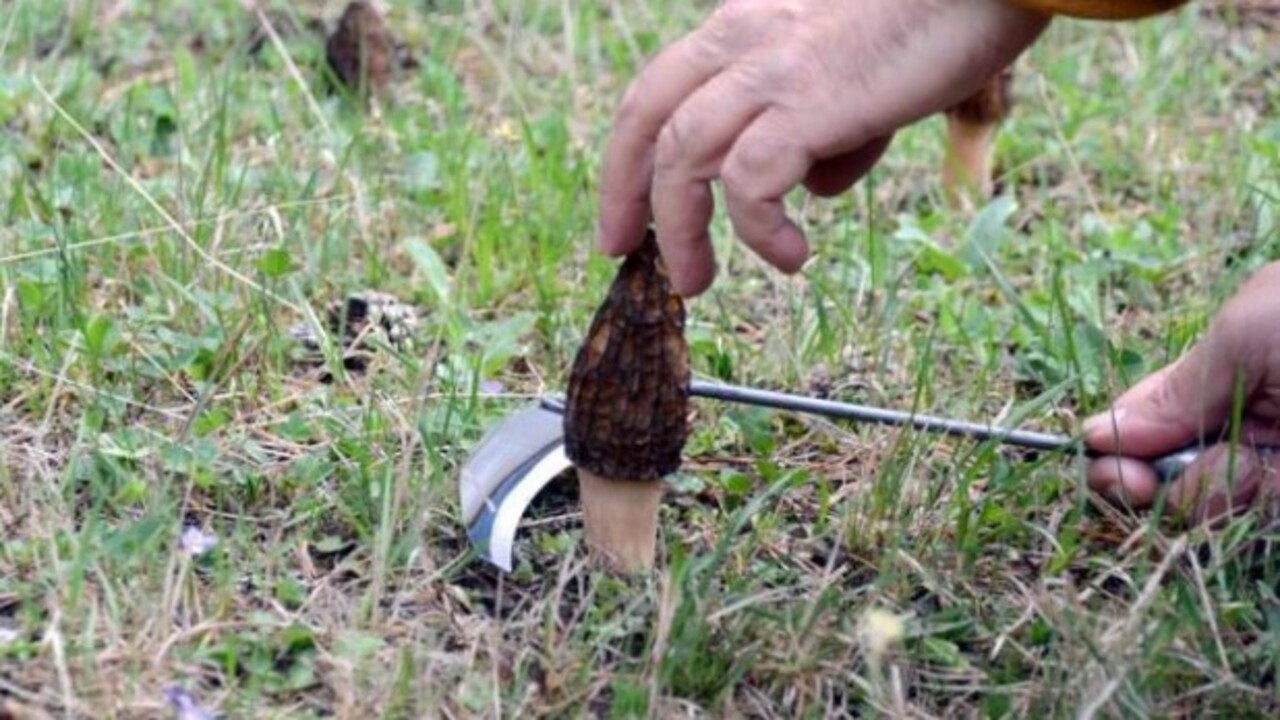 Foto - Sadece birkaç ülkede var! Şifa kaynağı Sinop'ta üretiliyor