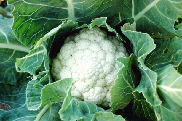 Foto - Sadece et değil, bu besinler de protein zengini!