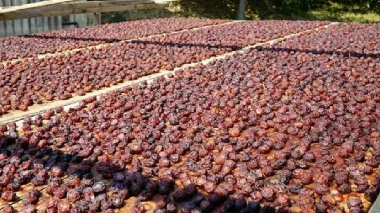 Foto - Sadece o ilde yetişiyor! Kanserin kökünü kazıyor!