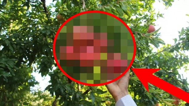 Foto - Sadece o ilimizde var! Şaşkına çeviren haberi böyle verdiler! O ülkelerin onunla ilgili planı ortaya çıktı
