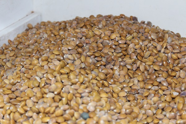 Foto - Sadece o ilimizde yetişiyor! Kilosu tam 800 TL'ye satılıyor