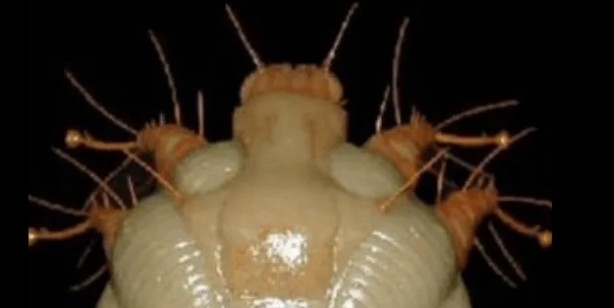 Foto - Sadece Ordu, Samsun, Giresun Tokat ve Sivas değil tüm Türkiye tehlikede 4,5 kat arttı Gece ortaya çıkıyor