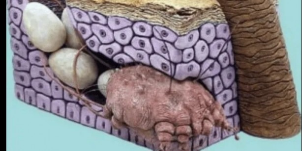 Foto - Sadece Ordu, Samsun, Giresun Tokat ve Sivas değil tüm Türkiye tehlikede 4,5 kat arttı Gece ortaya çıkıyor