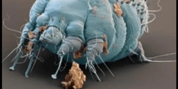 Foto - Sadece Ordu, Samsun, Giresun Tokat ve Sivas değil tüm Türkiye tehlikede 4,5 kat arttı Gece ortaya çıkıyor