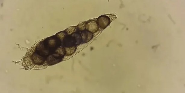 Foto - Sadece Ordu, Samsun, Giresun Tokat ve Sivas değil tüm Türkiye tehlikede 4,5 kat arttı Gece ortaya çıkıyor