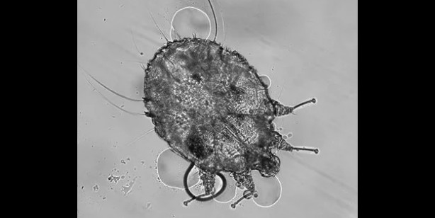 Foto - Sadece Ordu, Samsun, Giresun Tokat ve Sivas değil tüm Türkiye tehlikede 4,5 kat arttı Gece ortaya çıkıyor