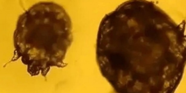 Sadece Ordu, Samsun, Giresun Tokat ve Sivas değil tüm Türkiye tehlikede 4,5 kat arttı Gece ortaya çıkıyor