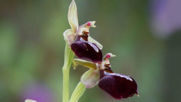 Foto - Sadece Şuşa'da yetişiyor... İşte efsane çiçek Har-ı Bülbül