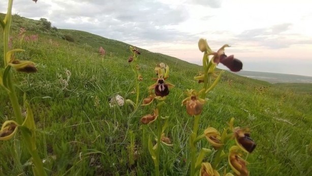 Foto - Sadece Şuşa'da yetişiyor... İşte efsane çiçek Har-ı Bülbül
