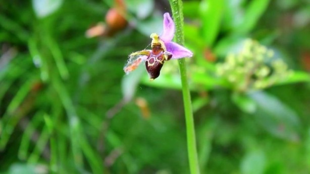 Foto - Sadece Şuşa'da yetişiyor... İşte efsane çiçek Har-ı Bülbül