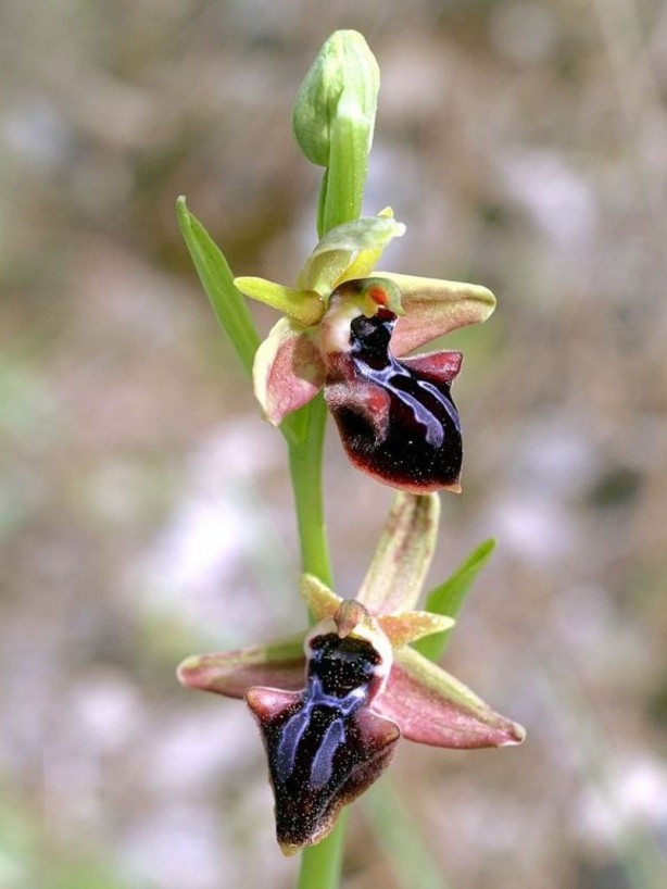 Foto - Sadece Şuşa'da yetişiyor... İşte efsane çiçek Har-ı Bülbül