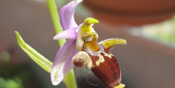 Sadece Şuşa'da yetişiyor... İşte efsane çiçek Har-ı Bülbül