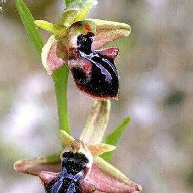Foto - Sadece Şuşa'da yetişiyor... İşte efsane çiçek Har-ı Bülbül
