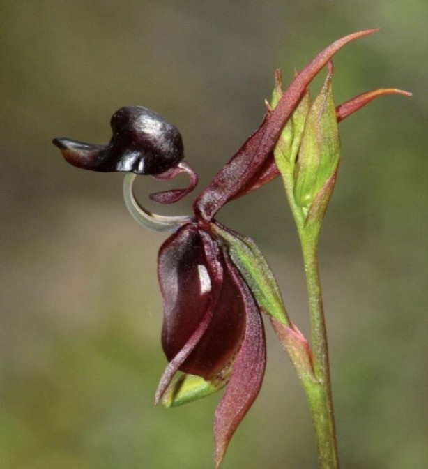 Foto - Sadece Şuşa'da yetişiyor... İşte efsane çiçek Har-ı Bülbül