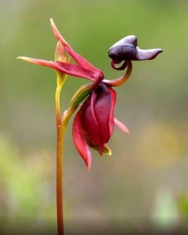 Foto - Sadece Şuşa'da yetişiyor... İşte efsane çiçek Har-ı Bülbül