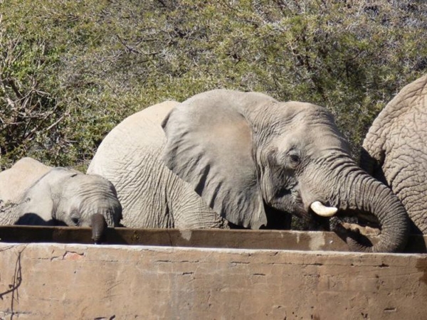 Foto - Safarilerde çekilen en çılgın fotoğraflar!