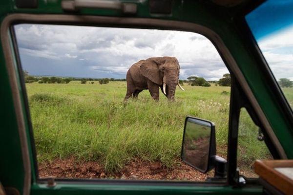 Foto - Safarilerde çekilen en çılgın fotoğraflar!