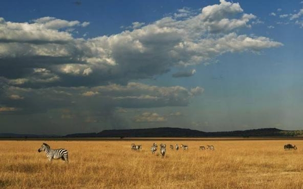 Foto - Safarilerde çekilen en çılgın fotoğraflar!