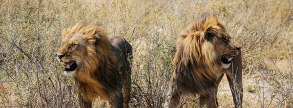 Foto - Safarilerde çekilen en çılgın fotoğraflar!