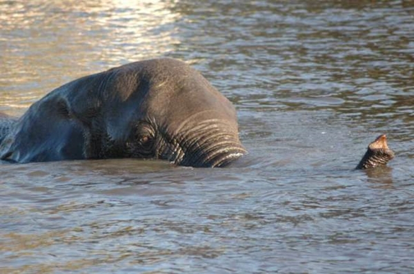 Foto - Safarilerde çekilen en çılgın fotoğraflar!