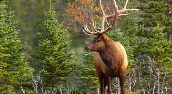 Foto - Safarilerde çekilen en çılgın fotoğraflar!