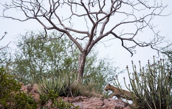 Foto - Safarilerde çekilen en çılgın fotoğraflar!