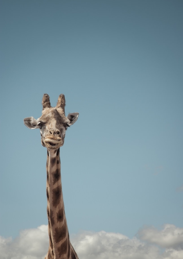 Foto - Safarilerde çekilen en çılgın fotoğraflar!