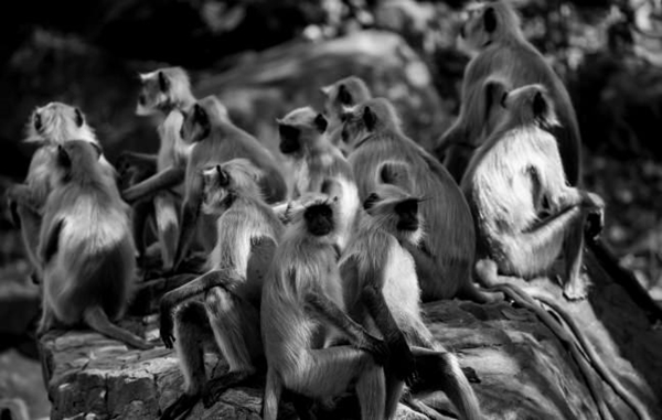 Foto - Safarilerde çekilen en çılgın fotoğraflar!