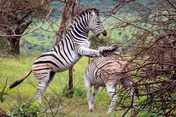 Foto - Safarilerde çekilen en çılgın fotoğraflar!