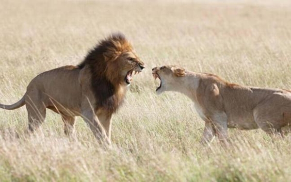 Foto - Safarilerde çekilen en çılgın fotoğraflar!