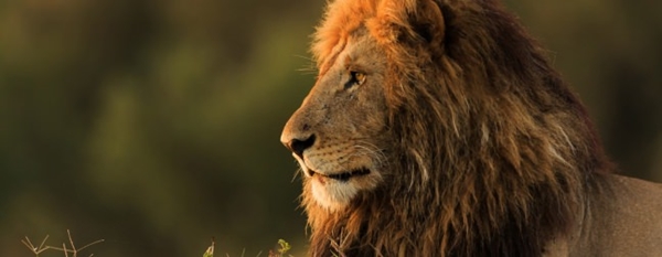 Foto - Safarilerde çekilen en çılgın fotoğraflar!